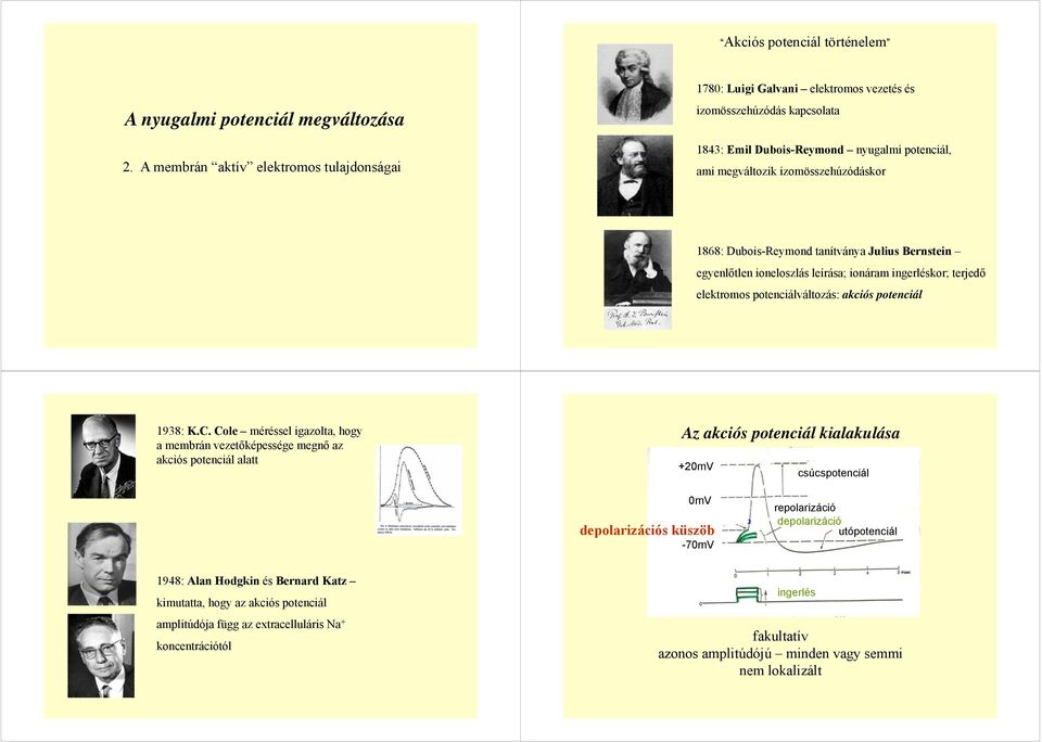 Dubois-Reymond tanítványa Julius Bernstein egyenlőtlen ioneloszlás leírása; ionáram ingerléskor; terjedő elektromos potenciálváltozás: akciós potenciál 1938: K.C.