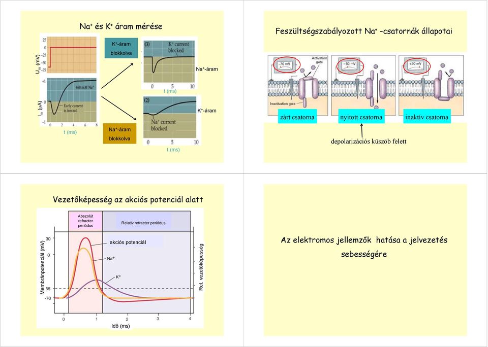 küszöb felett Vezetőképesség az akciós potenciál alatt Abszolút refracter periódus Relativ refracter periódus