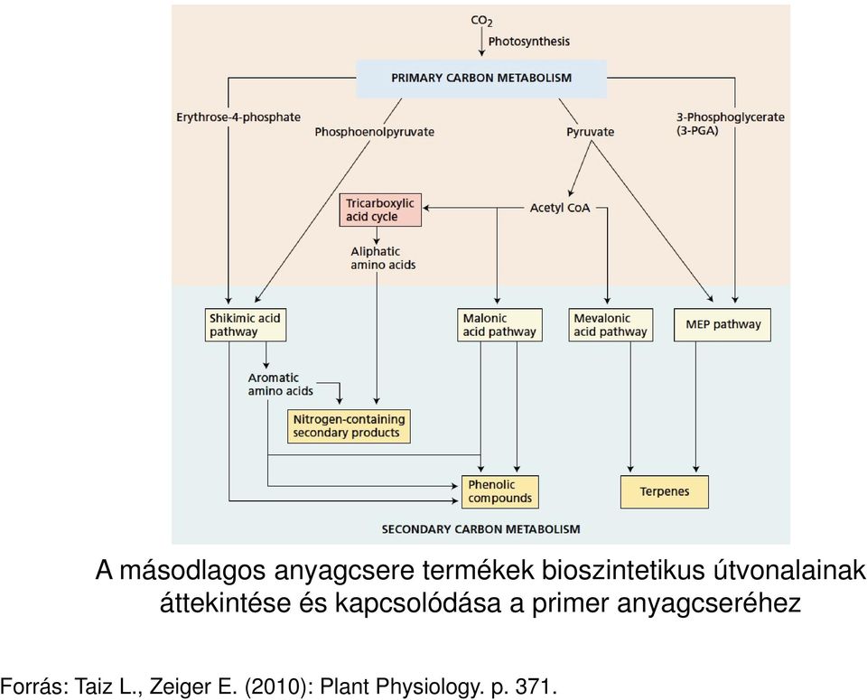 kapcsolódása a primer anyagcseréhez