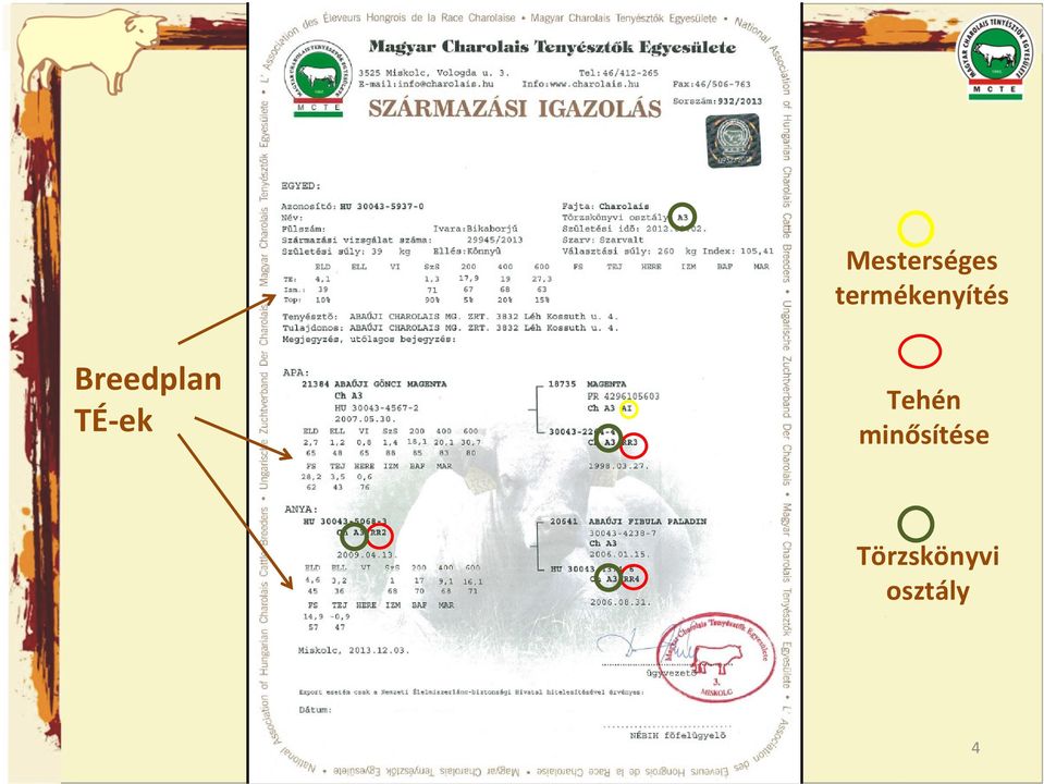 Breedplan TÉ-ek