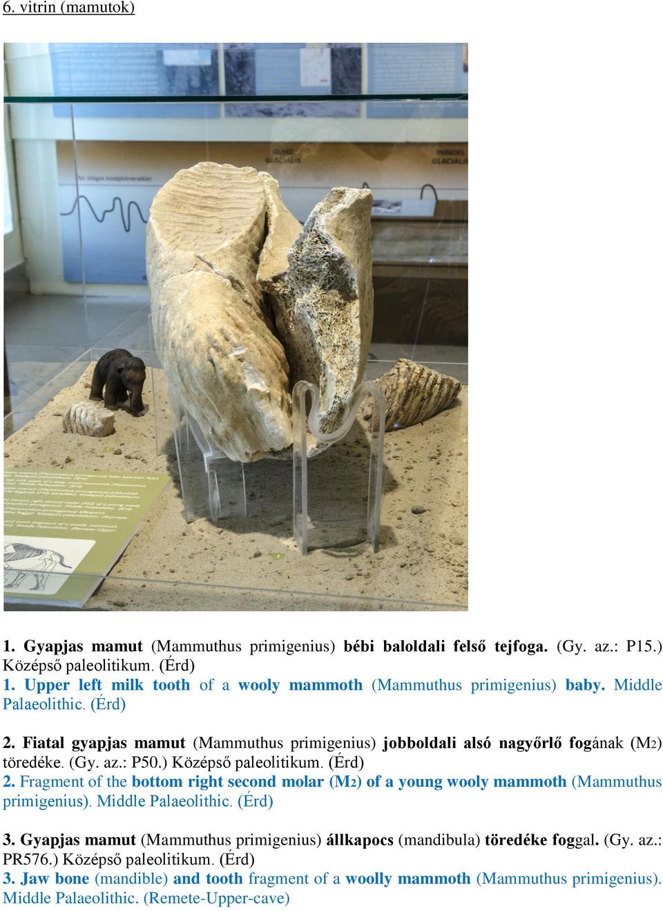 Fiatal gyapjas mamut (Mammuthus primigenius) jobboldali alsó nagyőrlő fogának (M2) töredéke. (Gy. az.: P50.) Középső paleolitikum. (Érd) 2.