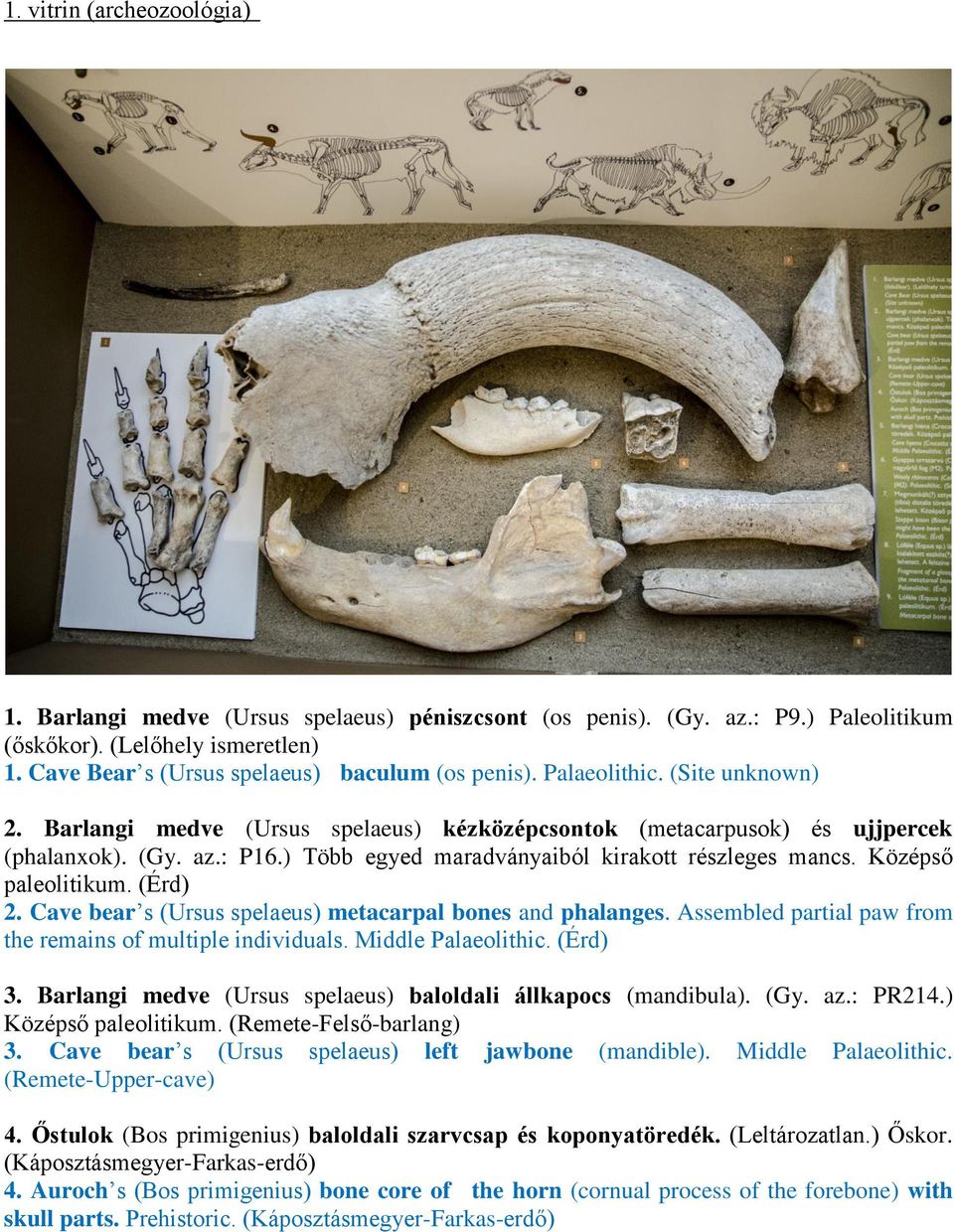 Középső paleolitikum. (Érd) 2. Cave bear s (Ursus spelaeus) metacarpal bones and phalanges. Assembled partial paw from the remains of multiple individuals. Middle Palaeolithic. (Érd) 3.