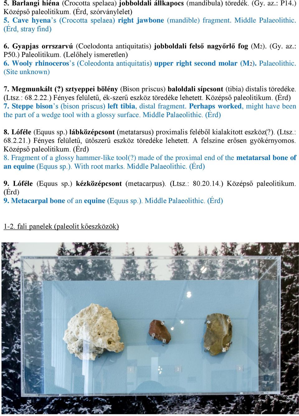 : P50.) Paleolitikum. (Lelőhely ismeretlen) 6. Wooly rhinoceros s (Coleodonta antiquitatis) upper right second molar (M2). Palaeolithic. (Site unknown) 7. Megmunkált (?