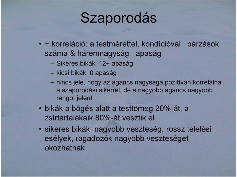 sikerrel, de a nagyobb agancs nagyobb rangot jelent bikák a bőgés alatt a testtömeg 20%-át, a