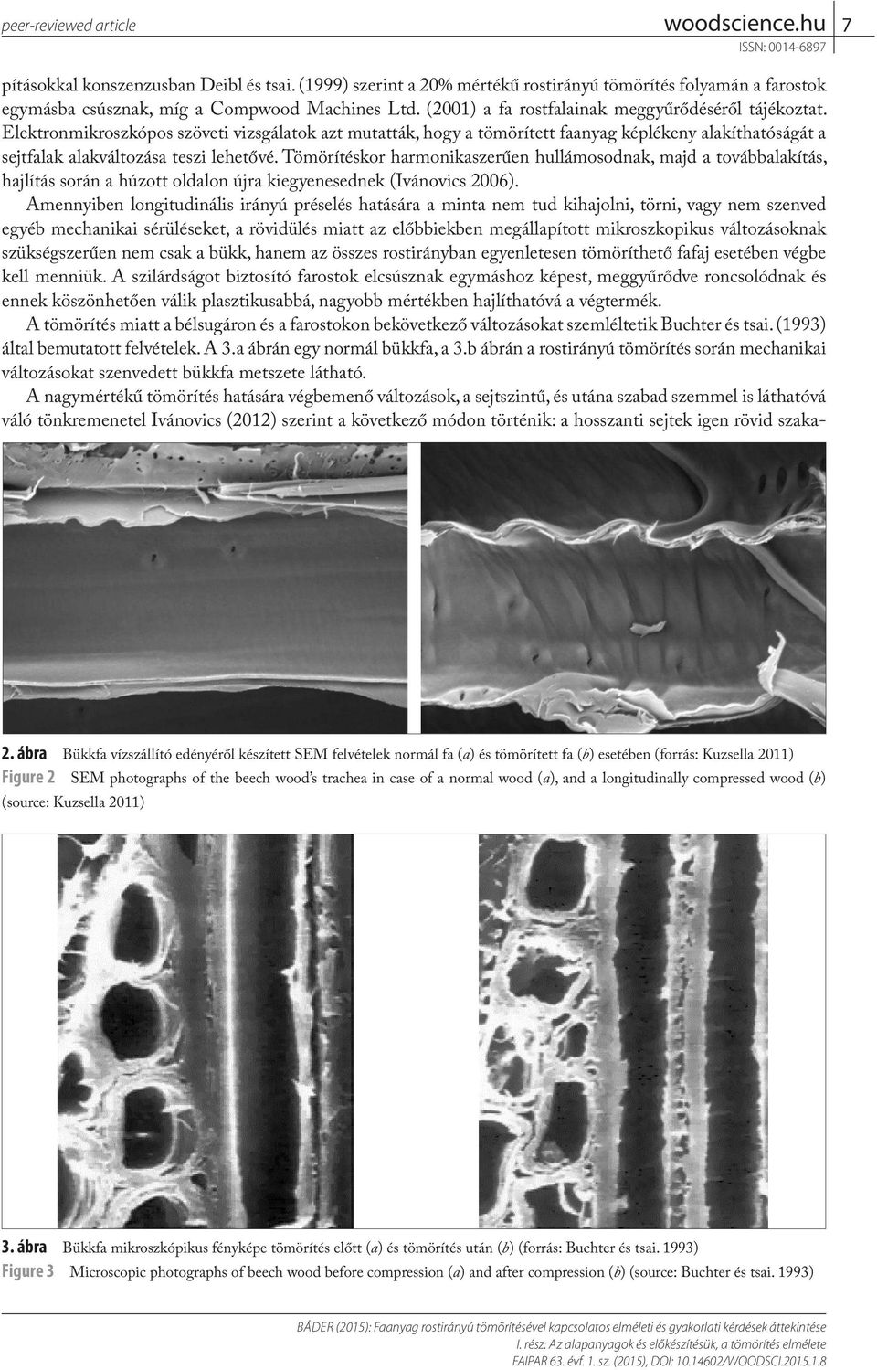 Elektronmikroszkópos szöveti vizsgálatok azt mutatták, hogy a tömörített faanyag képlékeny alakíthatóságát a sejtfalak alakváltozása teszi lehetővé.
