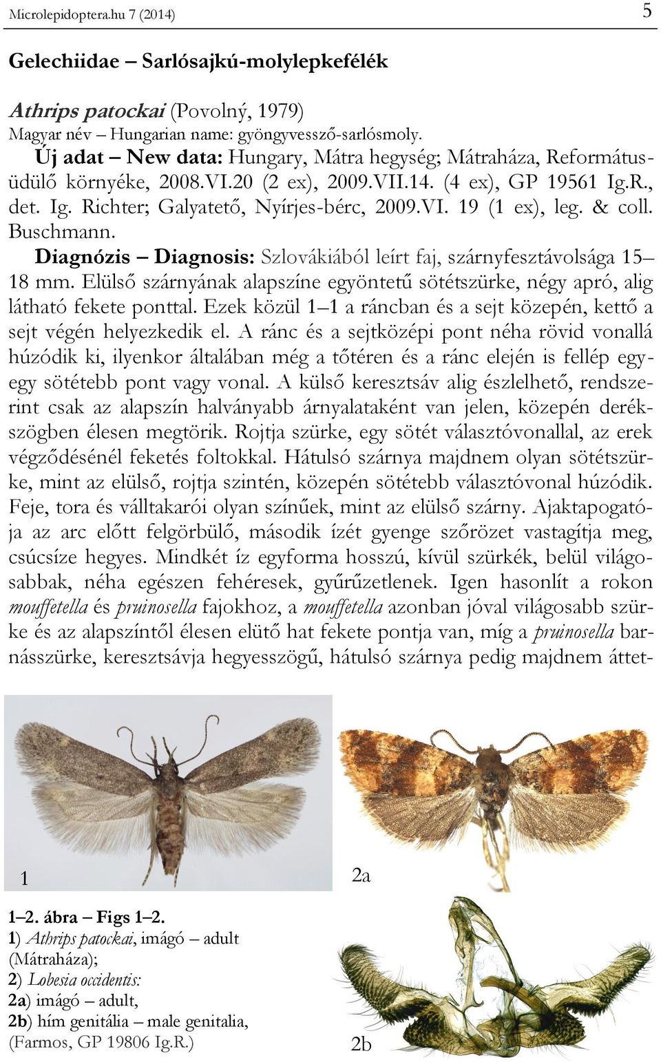 & coll. Buschmann. Diagnózis Diagnosis: Szlovákiából leírt faj, szárnyfesztávolsága 15 18 mm. Elülső szárnyának alapszíne egyöntetű sötétszürke, négy apró, alig látható fekete ponttal.