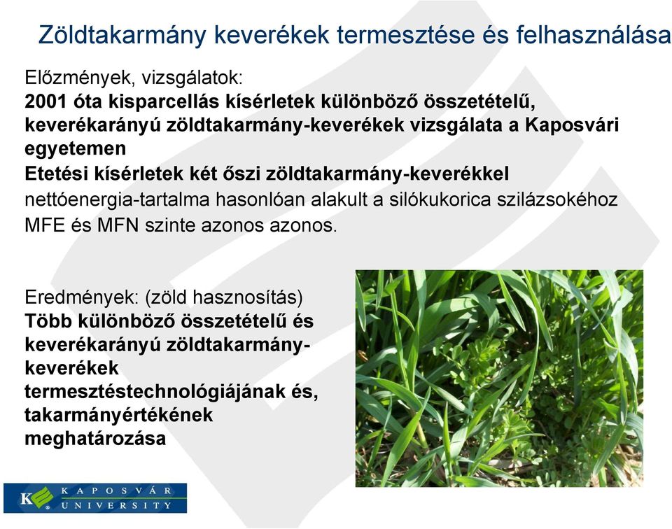 zöldtakarmánykeverékkel nettóenergiatartalma hasonlóan alakult a silókukorica szilázsokéhoz MFE és MFN szinte azonos azonos.