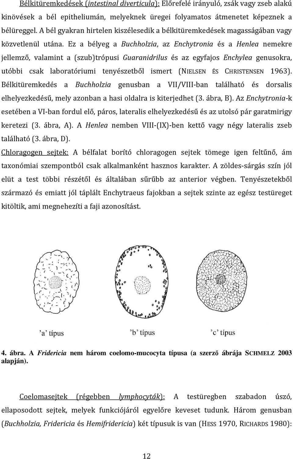 Ez a bélyeg a Buchholzia, az Enchytronia és a Henlea nemekre jellemző, valamint a (szub)trópusi Guaranidrilus és az egyfajos Enchylea genusokra, utóbbi csak laboratóriumi tenyészetből ismert (NIELSEN