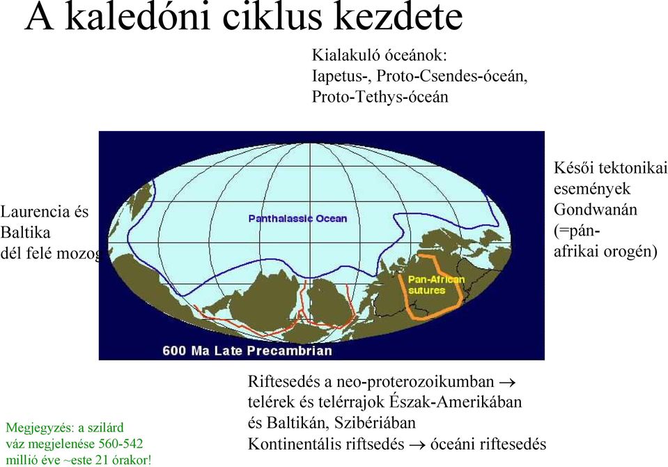 Megjegyzés: a szilárd váz megjelenése 560-542 millió éve ~este 21 órakor!