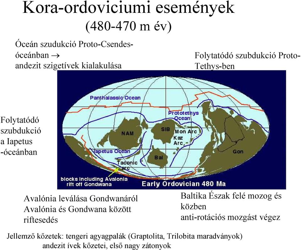 leválása Gondwanáról Avalónia és Gondwana között riftesedés Baltika Észak felé mozog és közben anti-rotációs