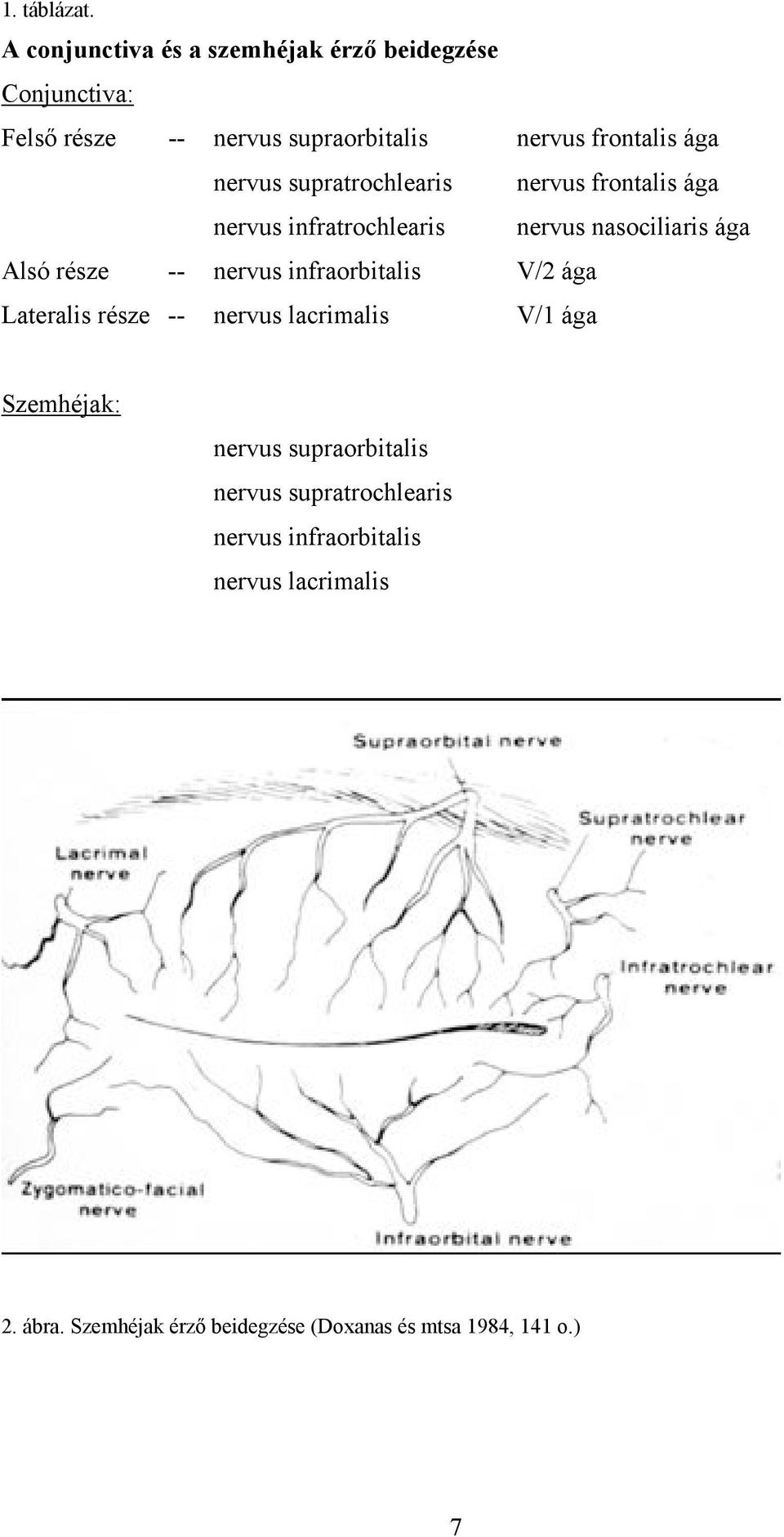 nervus supratrochlearis nervus frontalis ága nervus infratrochlearis nervus nasociliaris ága Alsó része -- nervus
