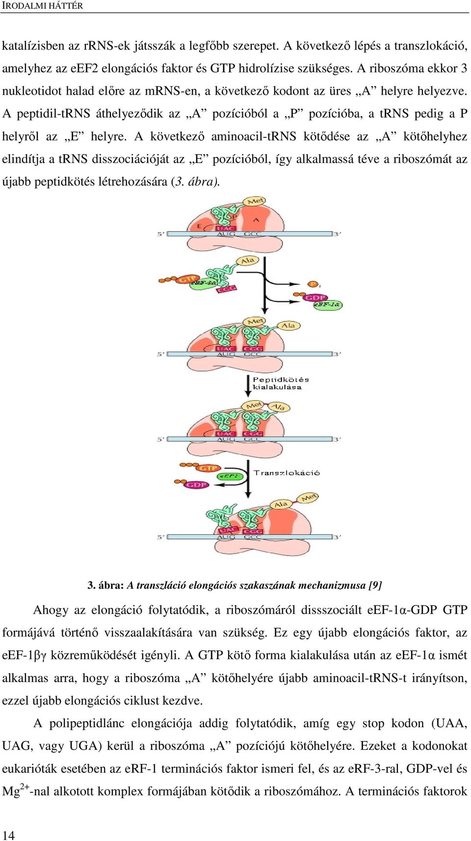 A következő aminoacil-trns kötődése az A kötőhelyhez elindítja a trns disszociációját az E pozícióból, így alkalmassá téve a riboszómát az újabb peptidkötés létrehozására (3. ábra). 3.