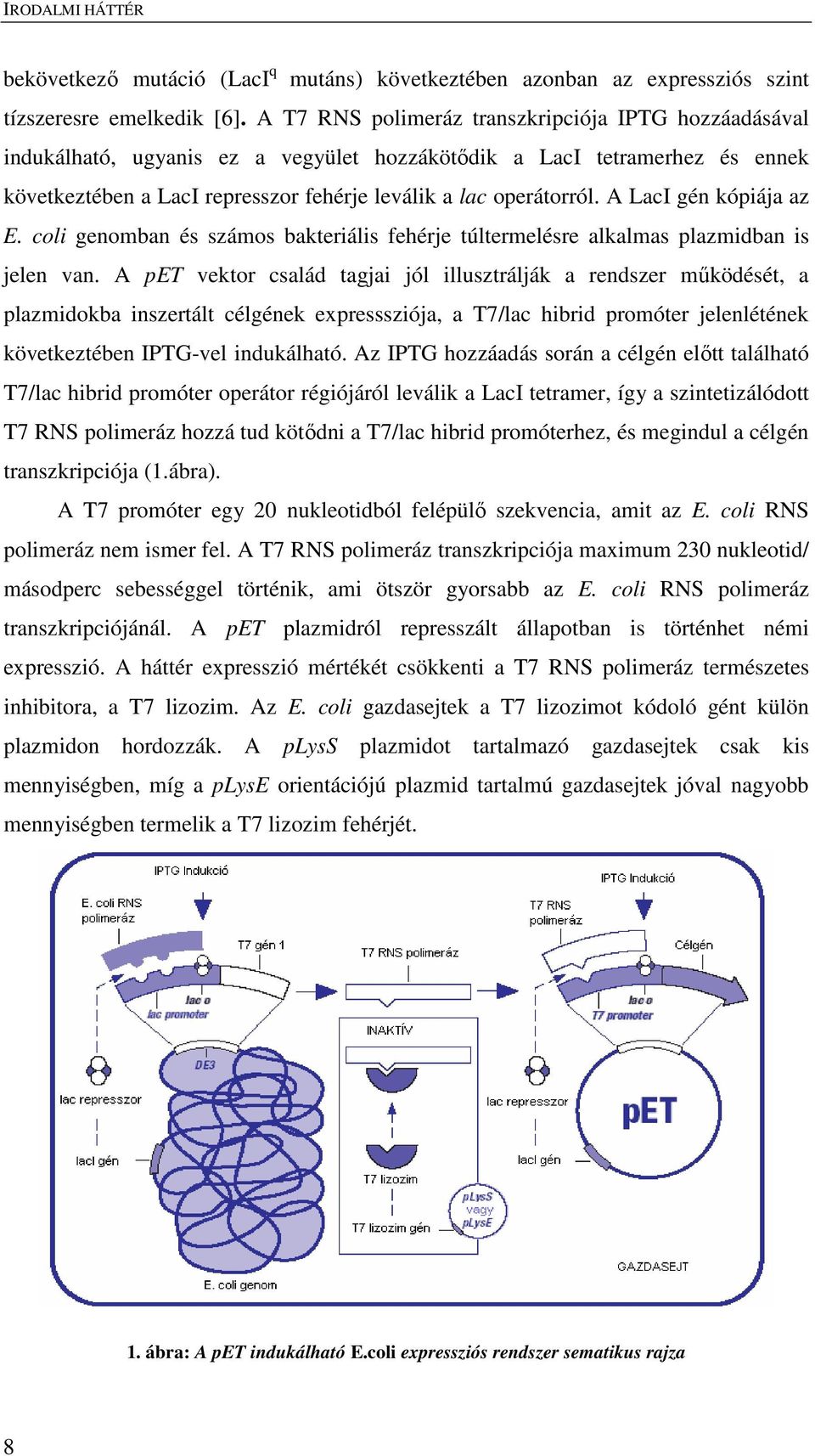 A LacI gén kópiája az E. coli genomban és számos bakteriális fehérje túltermelésre alkalmas plazmidban is jelen van.