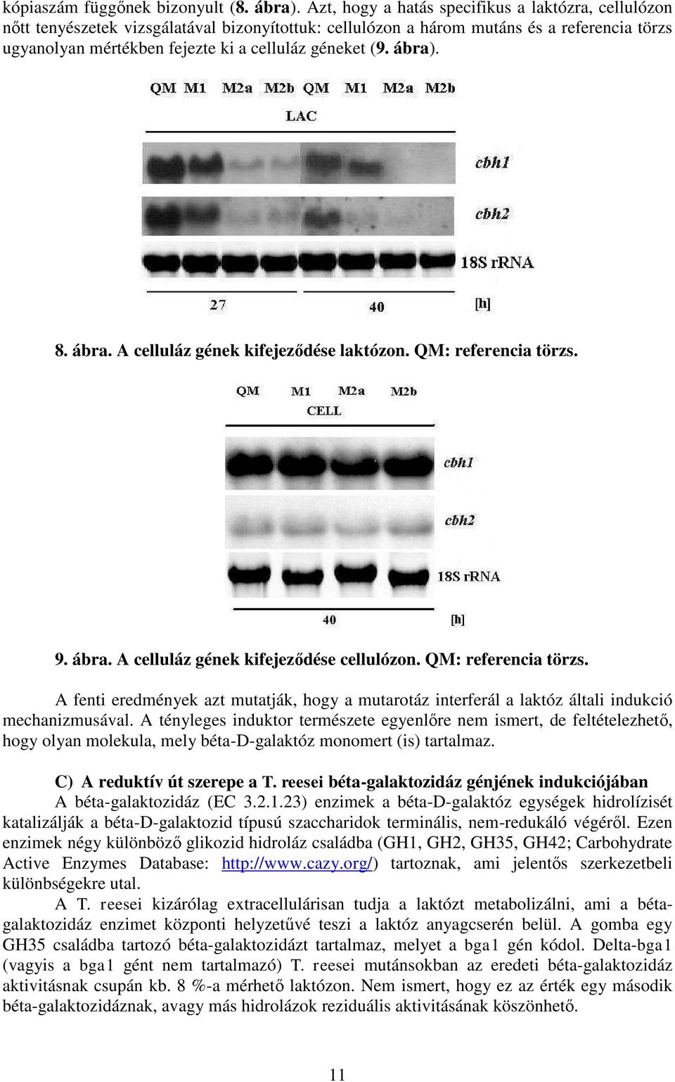 ábra). 8. ábra. A celluláz gének kifejeződése laktózon. QM: referencia törzs. 9. ábra. A celluláz gének kifejeződése cellulózon. QM: referencia törzs. A fenti eredmények azt mutatják, hogy a mutarotáz interferál a laktóz általi indukció mechanizmusával.