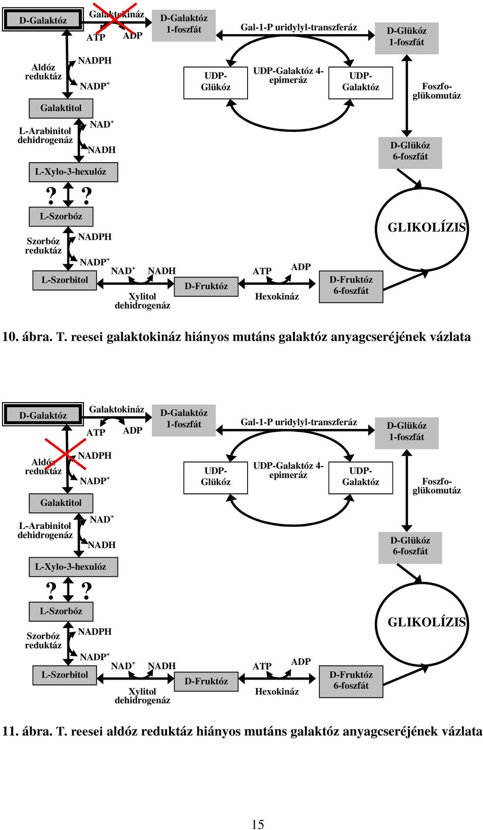 uridylyl-transzferáz UDP-Galaktóz 4- epimeráz ATP Hexokináz ADP UDP- Galaktóz D-Fruktóz 6-foszfát D-Glükóz 1-foszfát D-Glükóz 6-foszfát Foszfoglükomutáz GLIKOLÍZIS 10. ábra. T.