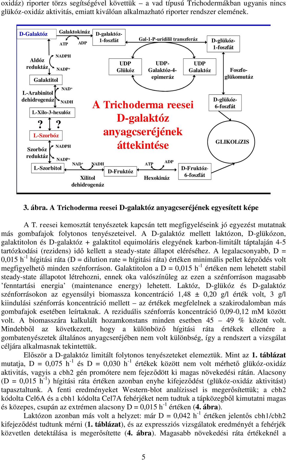 ? L-Szorbitol Galaktokináz ATP NAD + NADH NADPH ADP NADP + NAD + Xilitol dehidrogenáz D-galaktóz- 1-foszfát UDP Glükóz D-Fruktóz Gal-1-P-uridilil transzferáz Foszfoglükomutáz UDP- Galaktóz-4-