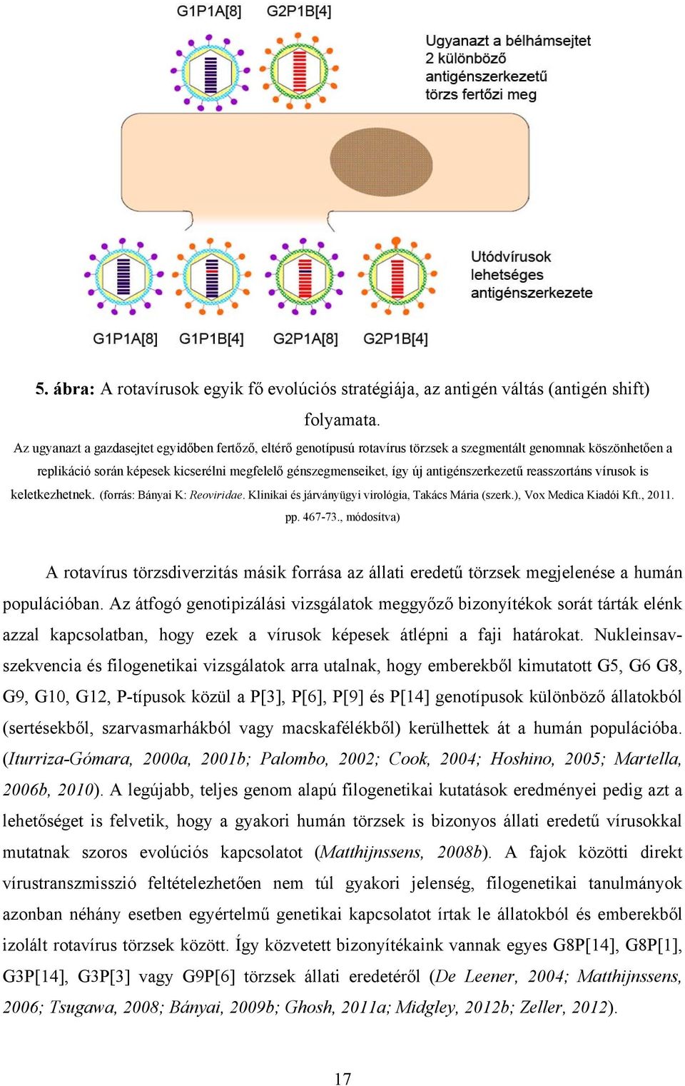 antigénszerkezetű reasszortáns vírusok is keletkezhetnek. (forrás: Bányai K: Reoviridae. Klinikai és járványügyi virológia, Takács Mária (szerk.), Vox Medica Kiadói Kft., 2011. pp. 467-73.