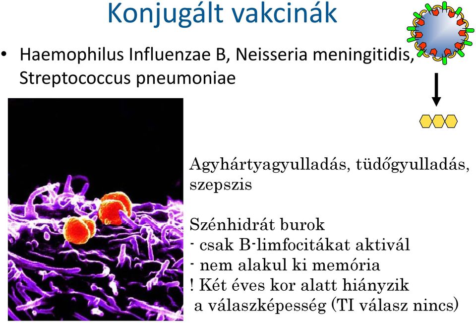 Szénhidrát burok - csak B-limfocitákat aktivál - nem alakul l ki