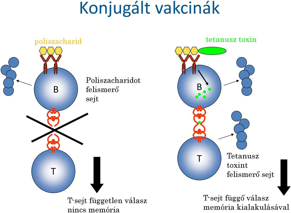 toxint felismerő sejt T-sejt független válasz