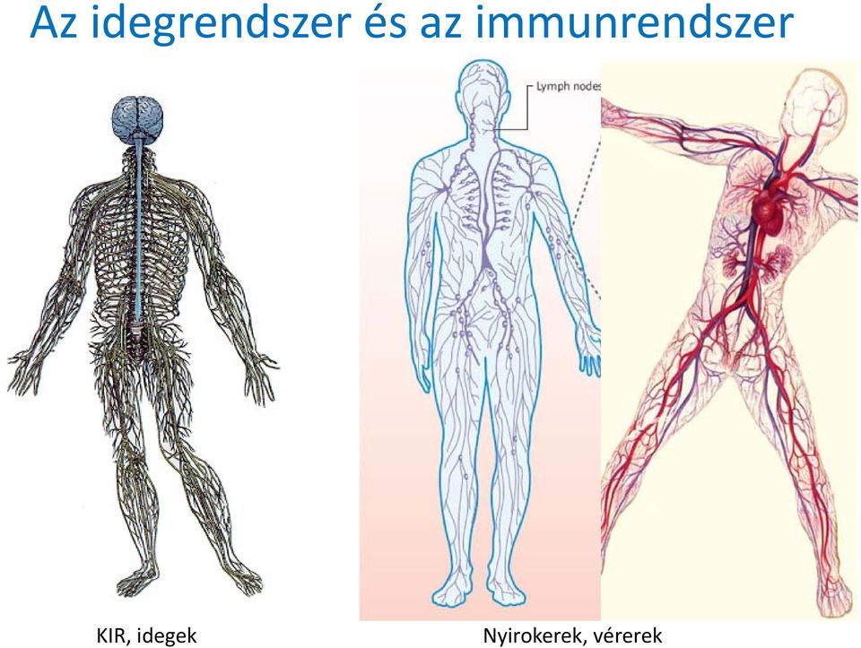 immunrendszer!