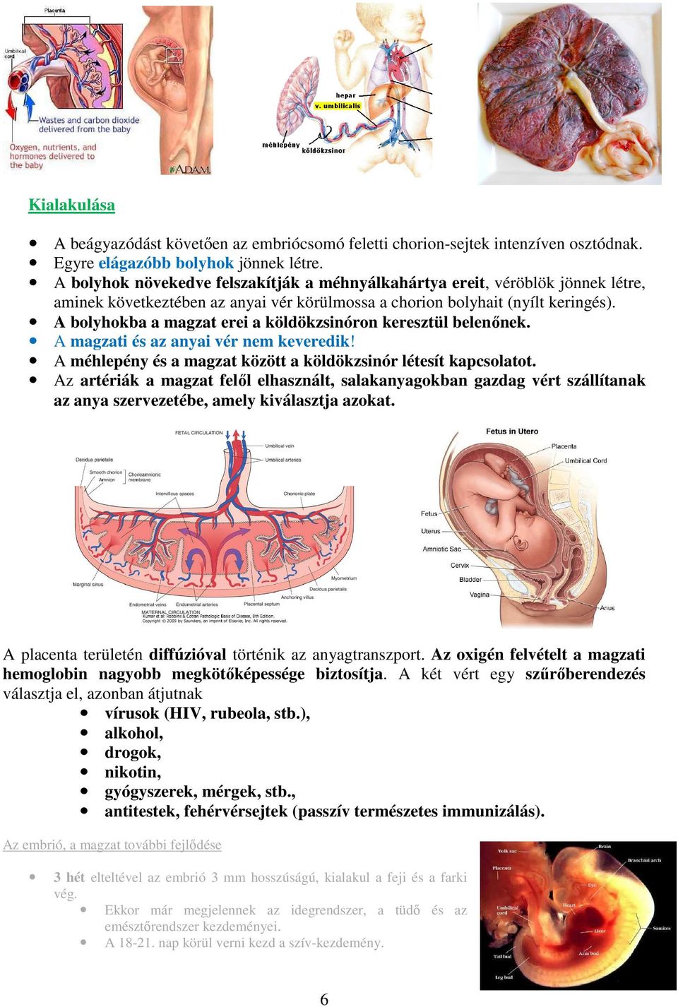 A bolyhokba a magzat erei a köldökzsinóron keresztül belenőnek. A magzati és az anyai vér nem keveredik! A méhlepény és a magzat között a köldökzsinór létesít kapcsolatot.
