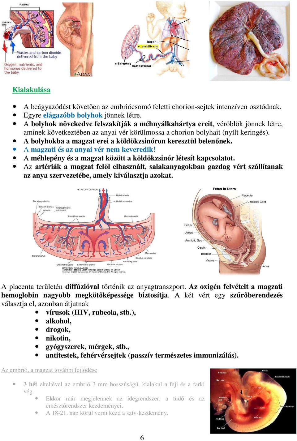 A bolyhokba a magzat erei a köldökzsinóron keresztül belenőnek. A magzati és az anyai vér nem keveredik! A méhlepény és a magzat között a köldökzsinór létesít kapcsolatot.