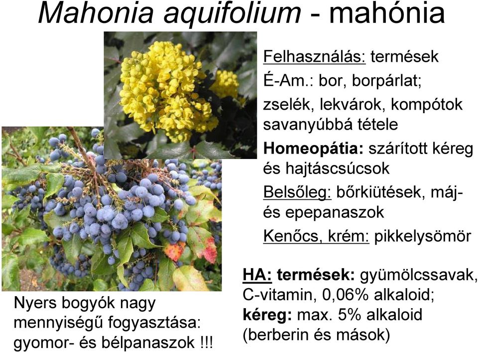 hajtáscsúcsok Belsőleg: bőrkiütések, májés epepanaszok Kenőcs, krém: pikkelysömör Nyers bogyók nagy