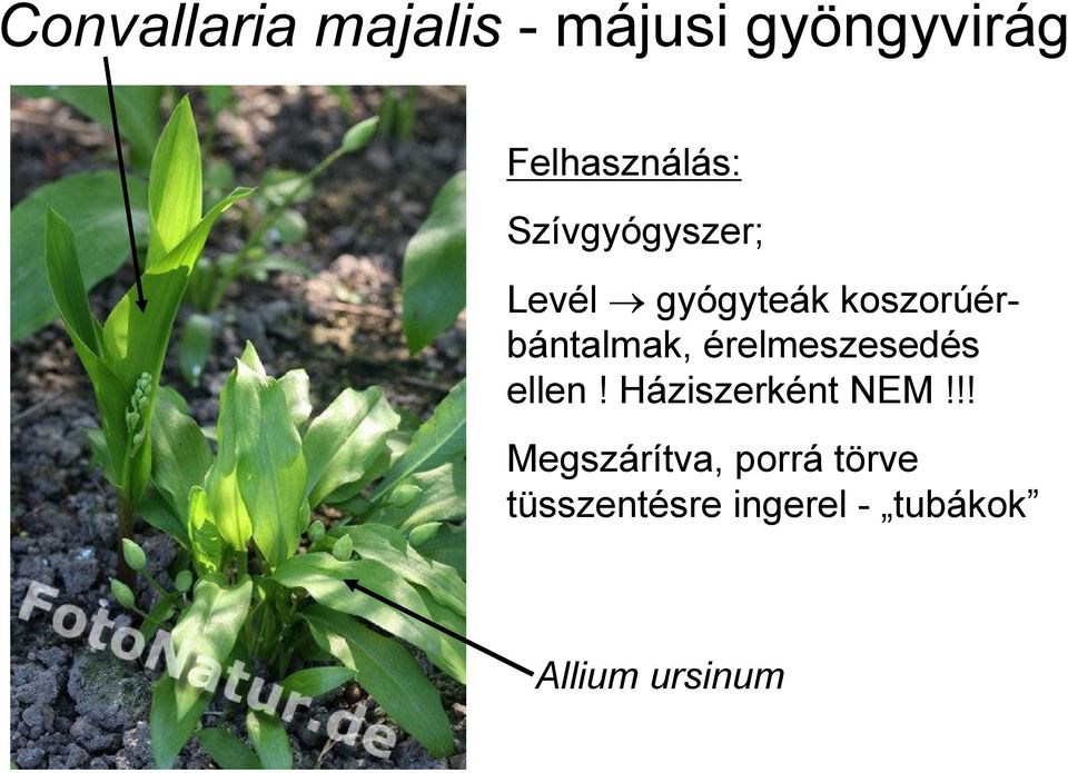 érelmeszesedés ellen! Háziszerként NEM!