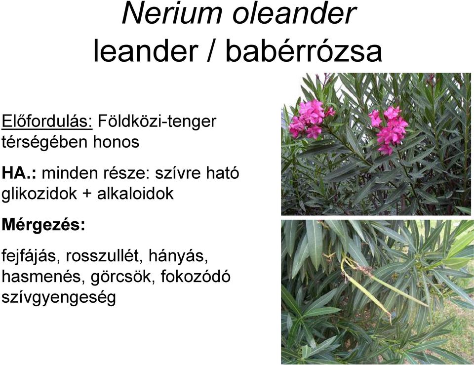 : minden része: szívre ható glikozidok + alkaloidok