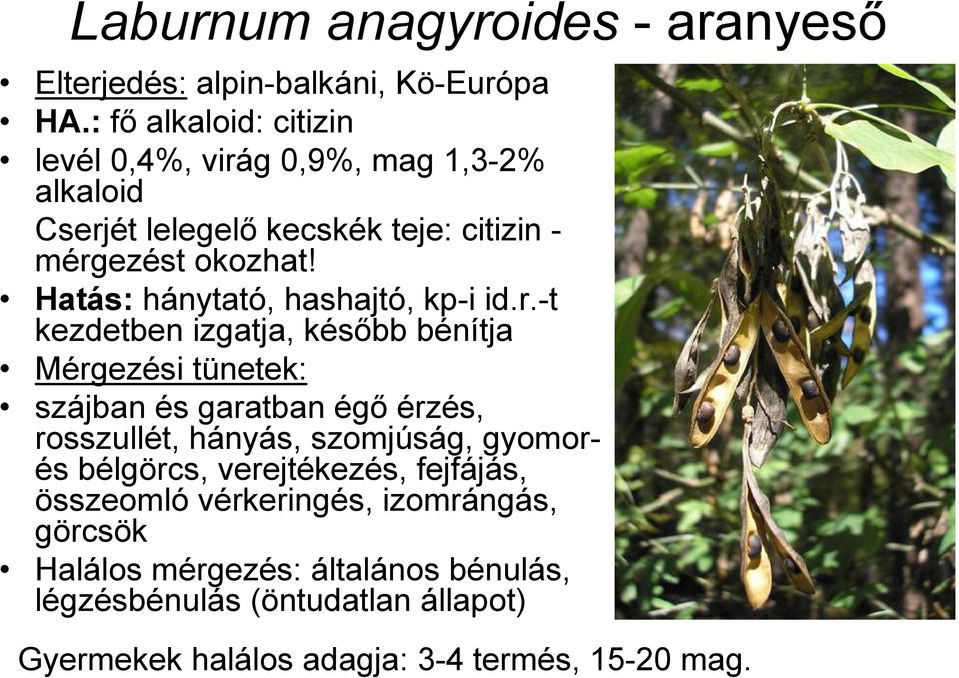 Hatás: hánytató, hashajtó, kp-i id.r.