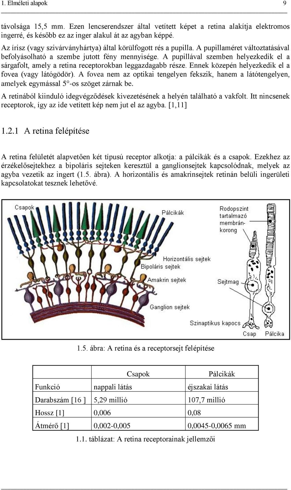 A pupillával szemben helyezkedik el a sárgafolt, amely a retina receptorokban leggazdagabb része. Ennek közepén helyezkedik el a fovea (vagy látógödör).