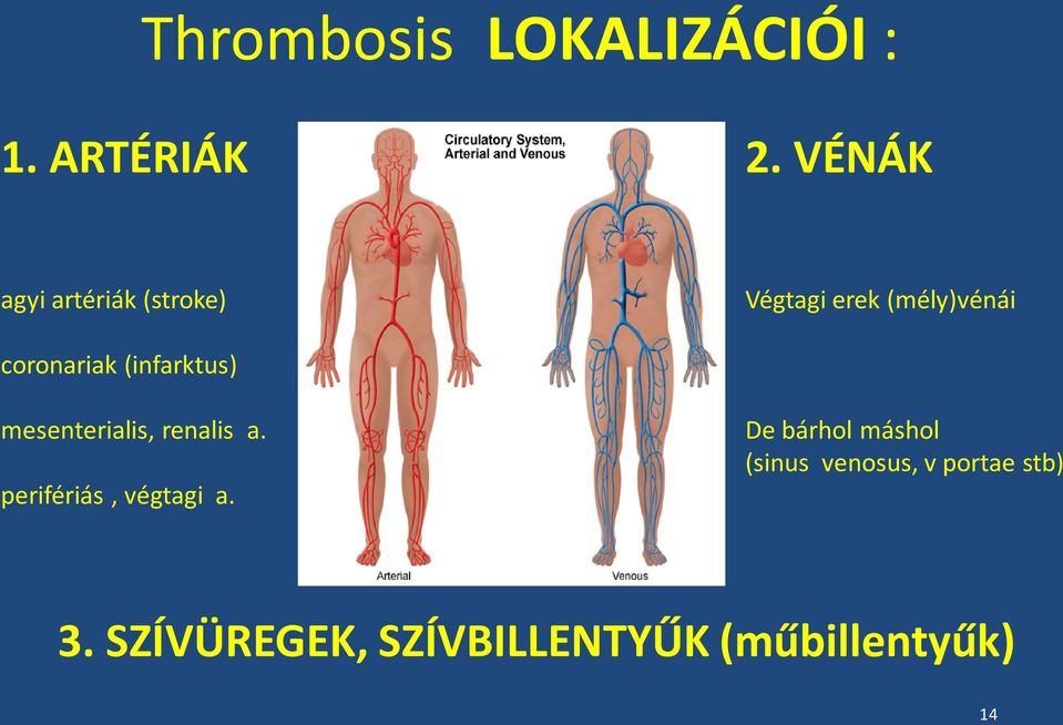 (infarktus) mesenterialis, renalis a. perifériás, végtagi a.