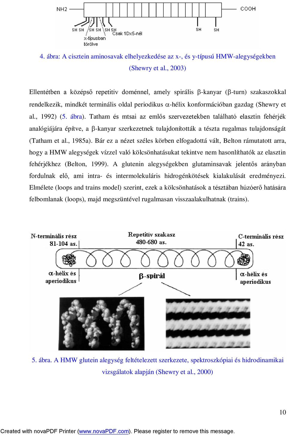 ábra). Tatham és mtsai az emlős szervezetekben található elasztin fehérjék analógiájára építve, a -kanyar szerkezetnek tulajdonították a tészta rugalmas tulajdonságát (Tatham et al., 1985a).