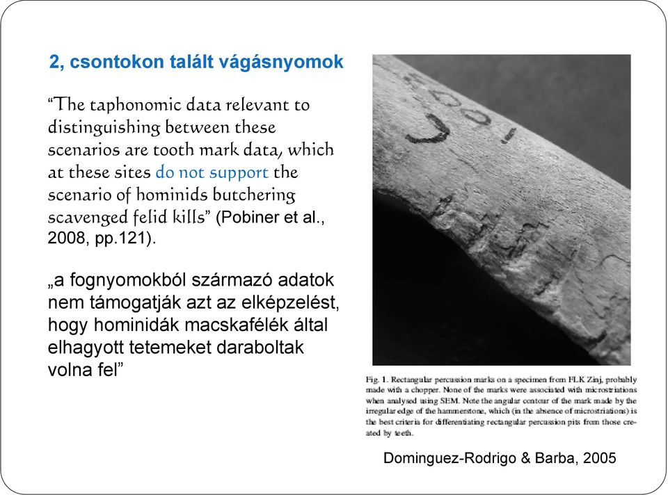 felid kills (Pobiner et al., 2008, pp.121).