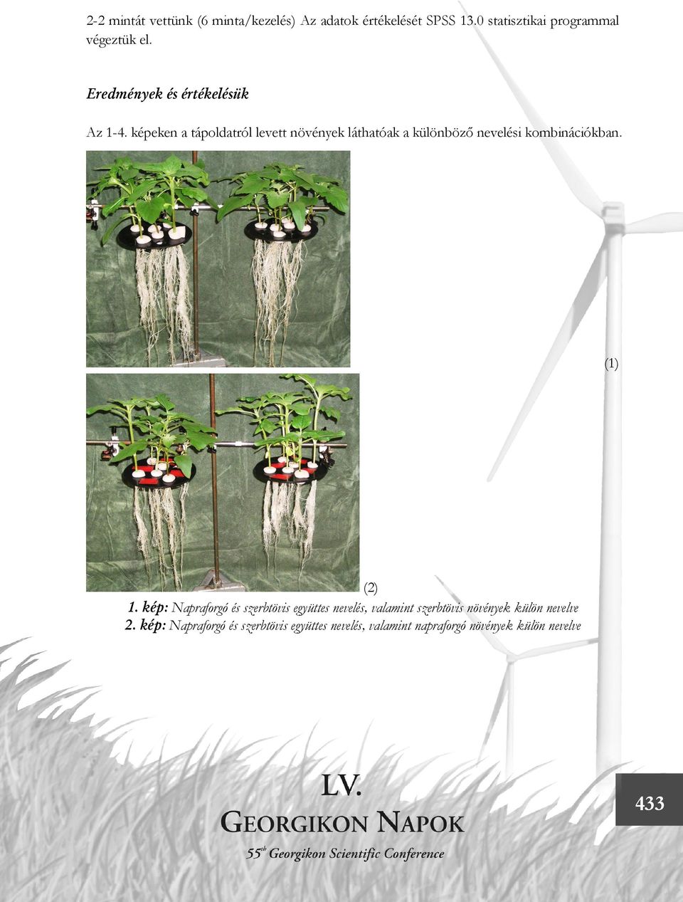 képeken a tápoldatról levett növények láthatóak a különböző nevelési kombinációkban. (1) (2) 1.