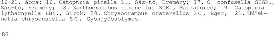 Xanthocranibus saxonellus ZCK., Mátrafüred; 19.