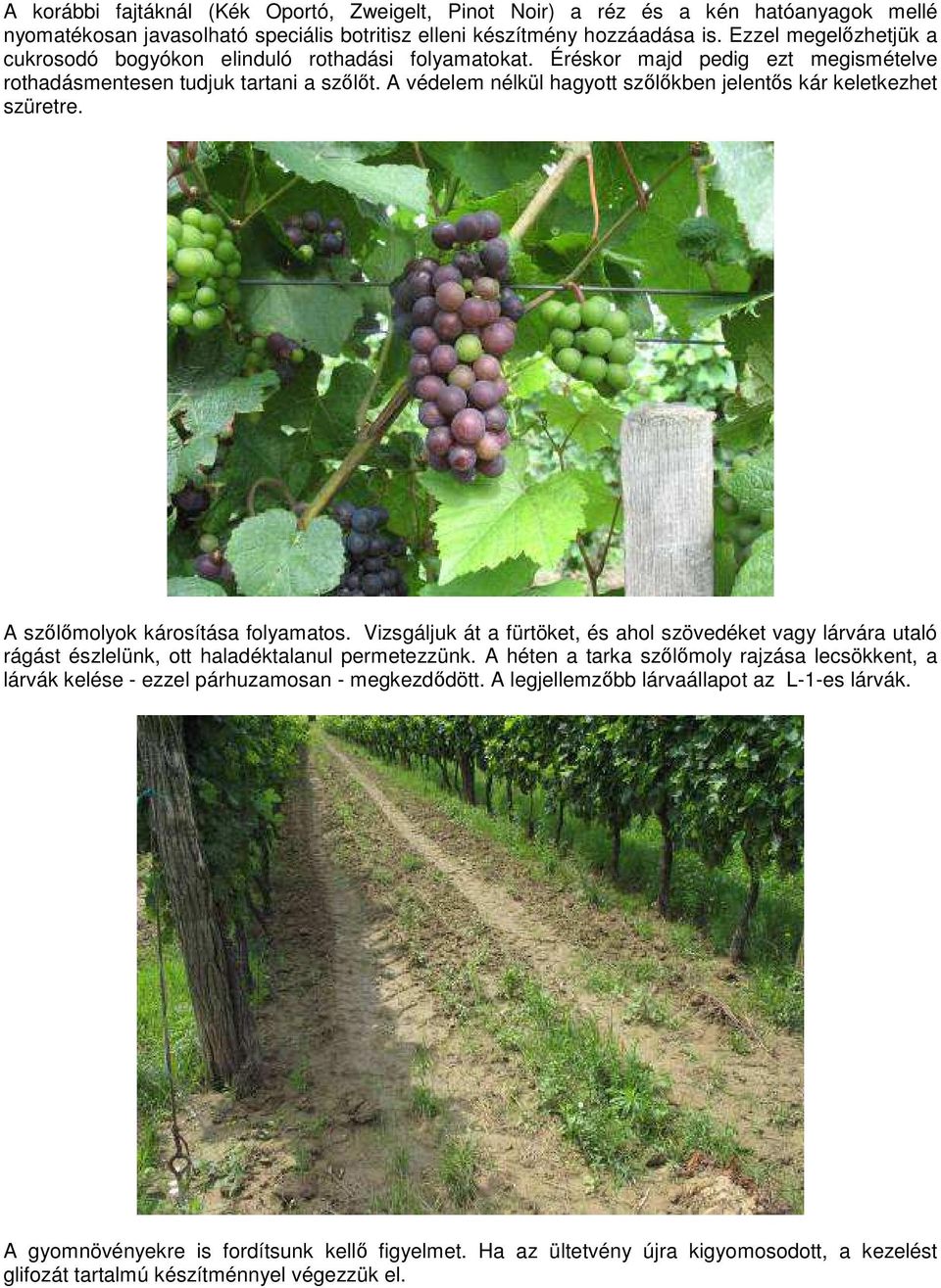 A védelem nélkül hagyott szőlőkben jelentős kár keletkezhet szüretre. A szőlőmolyok károsítása folyamatos.