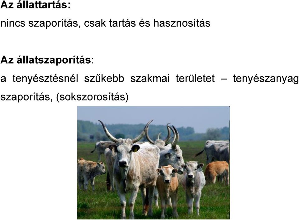 állatszaporítás: a tenyésztésnél szűkebb