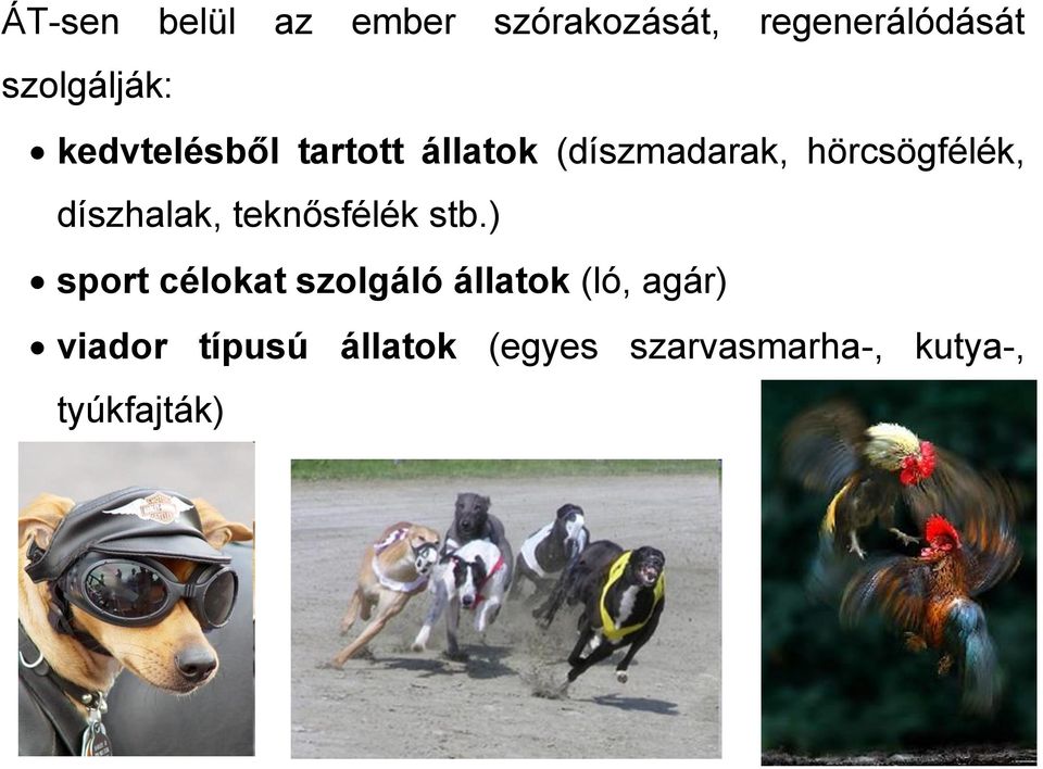 díszhalak, teknősfélék stb.