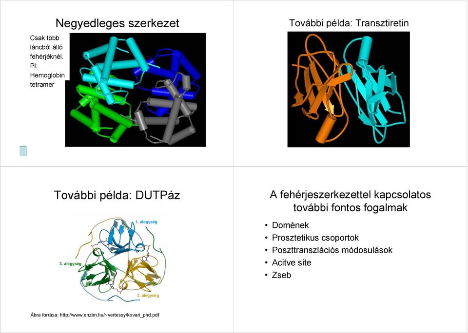 Pl: Hemoglobin tetramer További példa: DUTPáz A fehérjeszerkezettel kapcsolatos