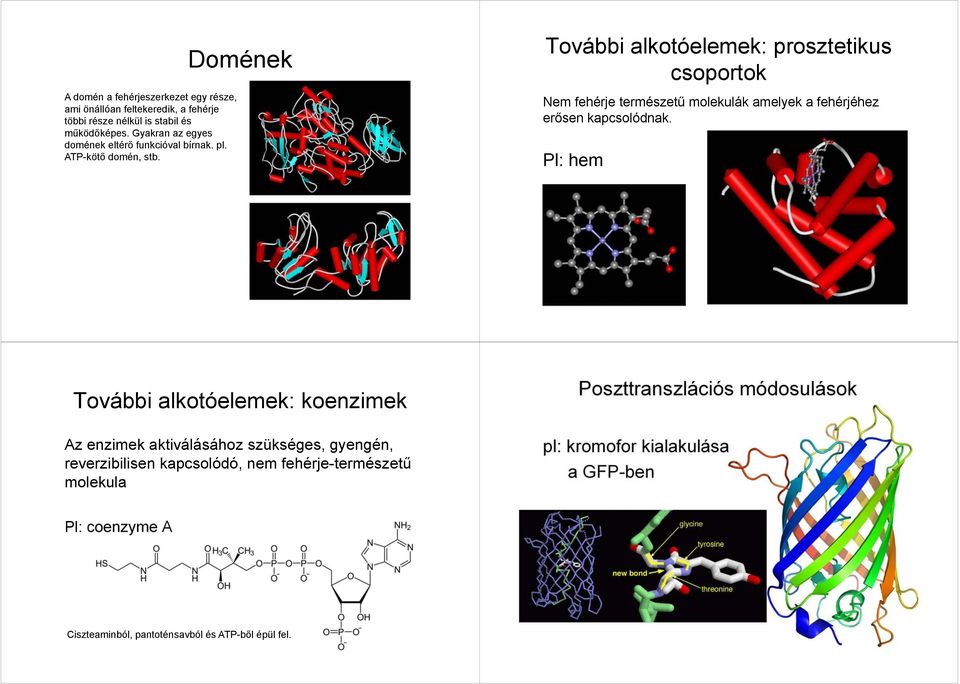 Domének További alkotóelemek: prosztetikus csoportok Nem fehérje természetű molekulák amelyek a fehérjéhez erősen kapcsolódnak.