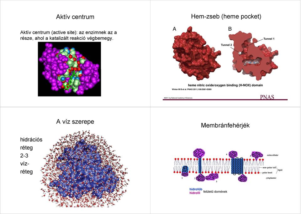 Aktív centrum (active site): az enzimnek az a része, ahol a katalizált reakció végbemegy.