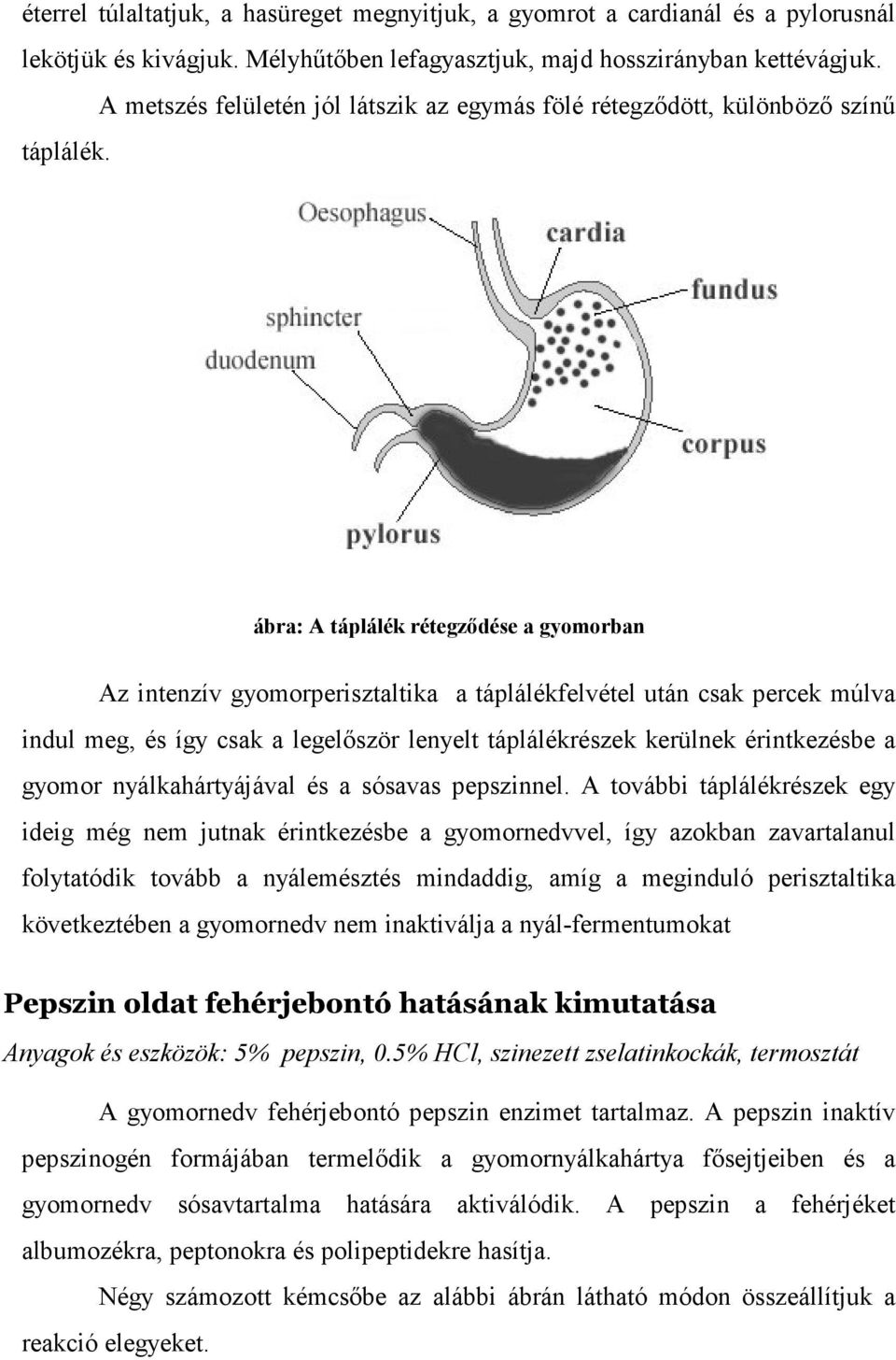 ábra: A táplálék rétegzıdése a gyomorban Az intenzív gyomorperisztaltika a táplálékfelvétel után csak percek múlva indul meg, és így csak a legelıször lenyelt táplálékrészek kerülnek érintkezésbe a