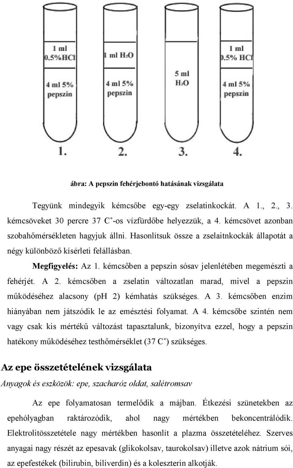 kémcsıben a pepszin sósav jelenlétében megemészti a fehérjét. A 2. kémcsıben a zselatin változatlan marad, mivel a pepszin mőködéséhez alacsony (ph 2) kémhatás szükséges. A 3.