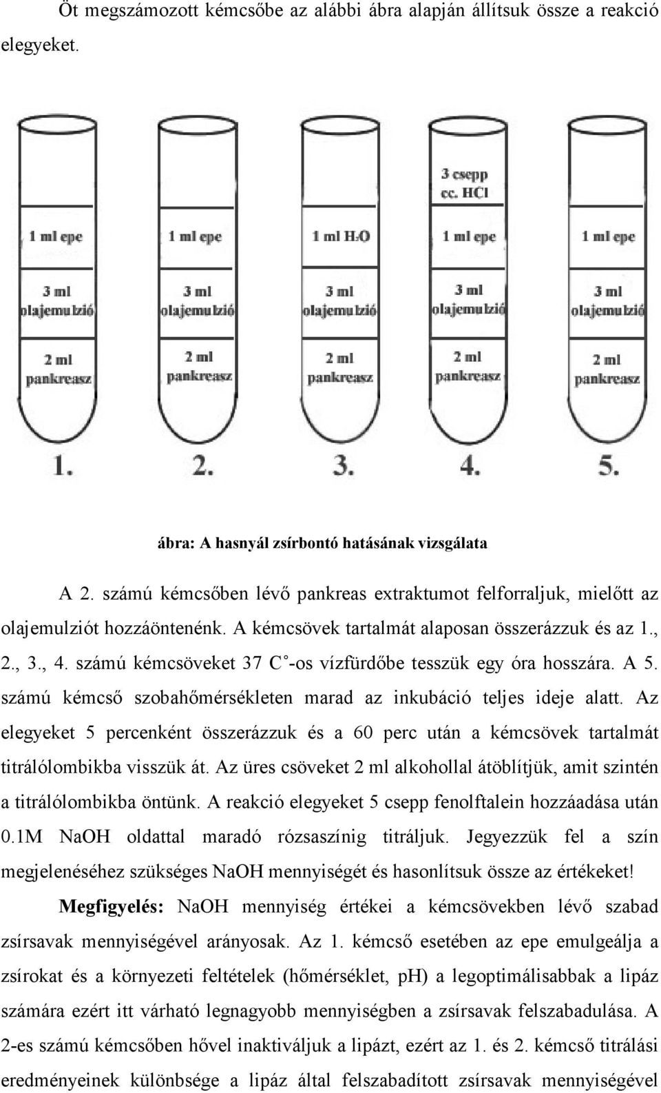 számú kémcsöveket 37 C -os vízfürdıbe tesszük egy óra hosszára. A 5. számú kémcsı szobahımérsékleten marad az inkubáció teljes ideje alatt.