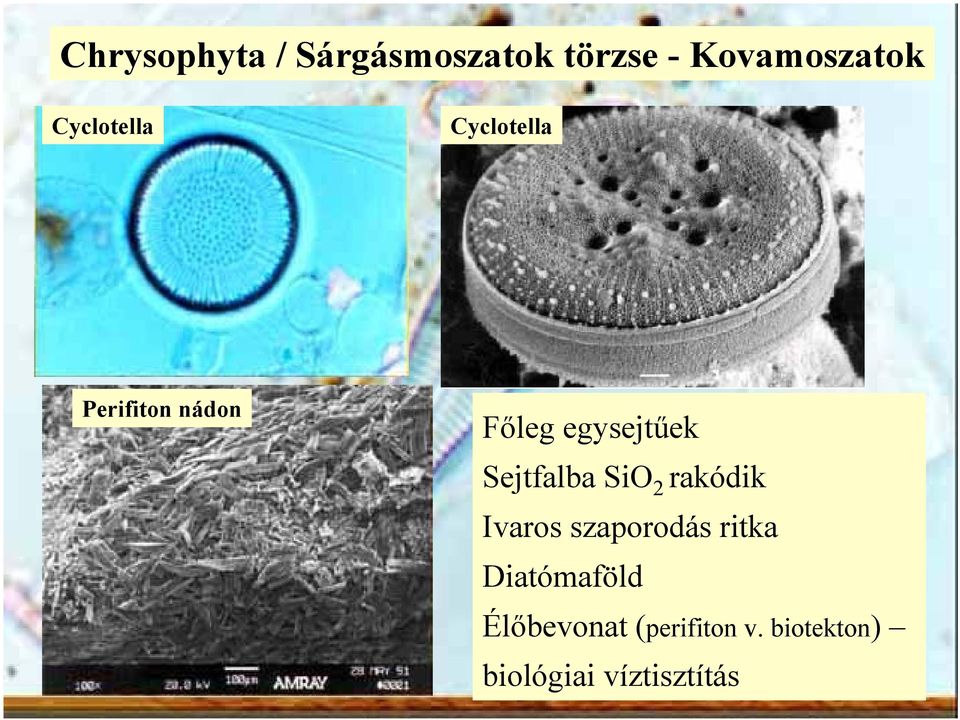 Sejtfalba SiO 2 rakódik Ivaros szaporodás ritka