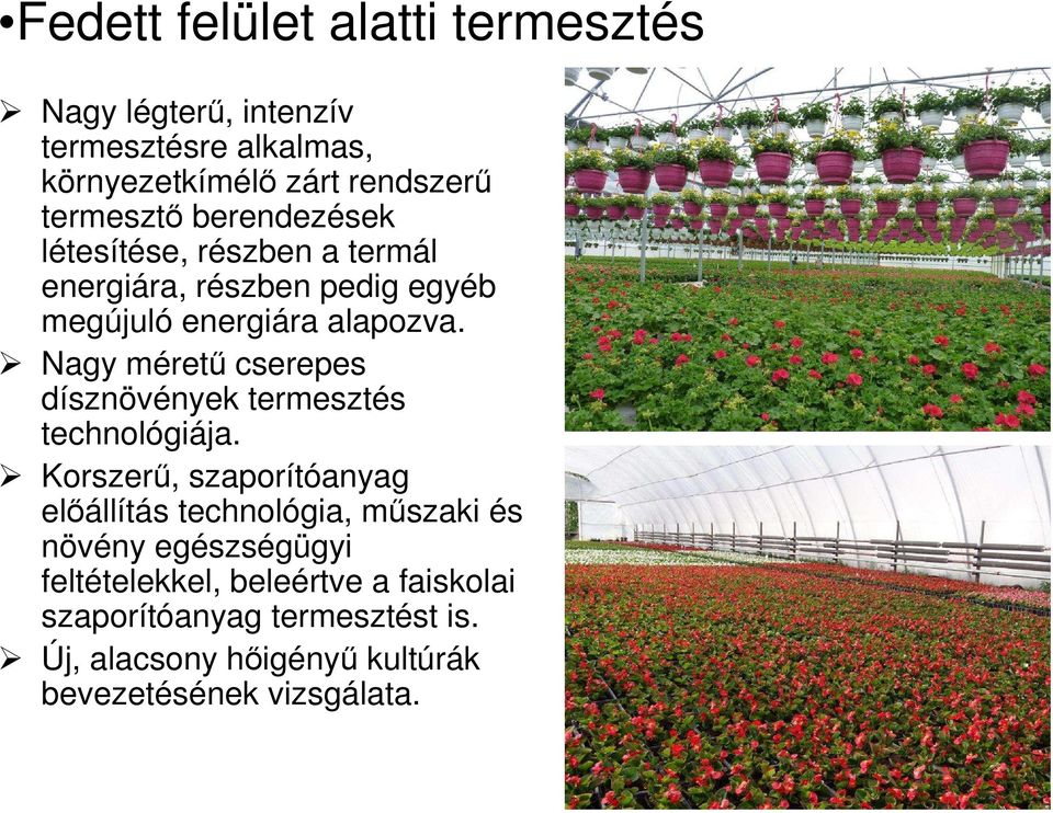 Nagy méretű cserepes dísznövények termesztés technológiája.