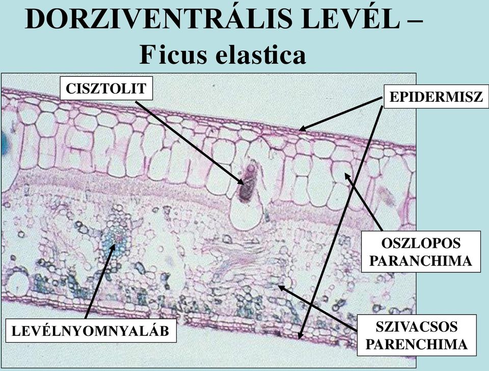 EPIDERMISZ OSZLOPOS