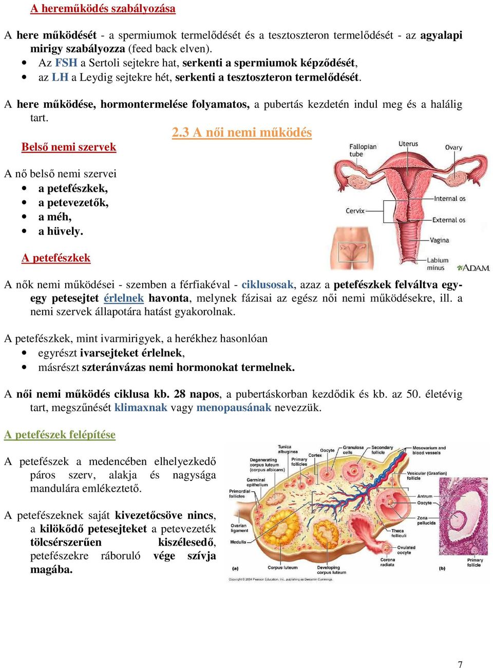 A here működése, hormontermelése folyamatos, a pubertás kezdetén indul meg és a halálig tart. 2.