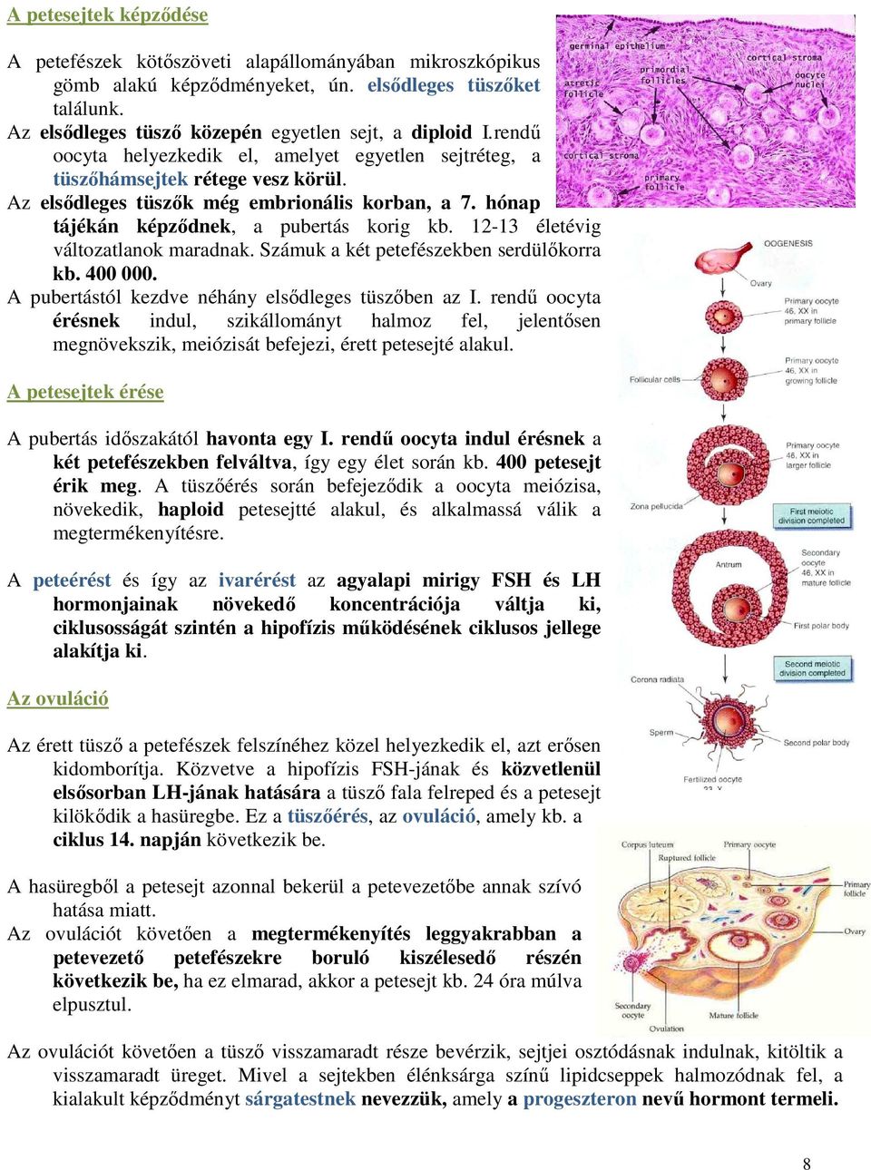 12-13 életévig változatlanok maradnak. Számuk a két petefészekben serdülőkorra kb. 400 000. A pubertástól kezdve néhány elsődleges tüszőben az I.